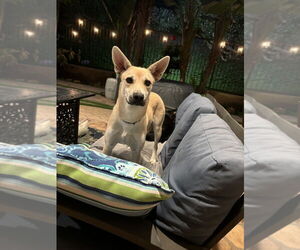 Paisley - Female German Shepherd Dog Dog for Adoption - Photo #2