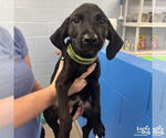 Small #1 Labrador Retriever-Retriever  Mix