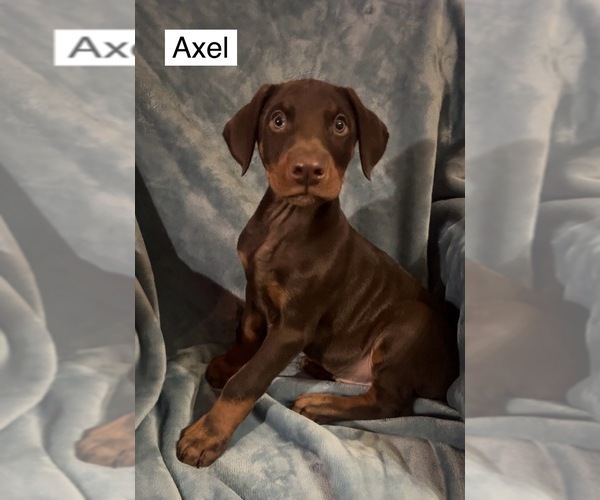 Medium Photo #6 Doberman Pinscher Puppy For Sale in POMEROY, OH, USA