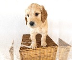 Small Photo #1 Goldendoodle Puppy For Sale in BELLFLOWER, MO, USA