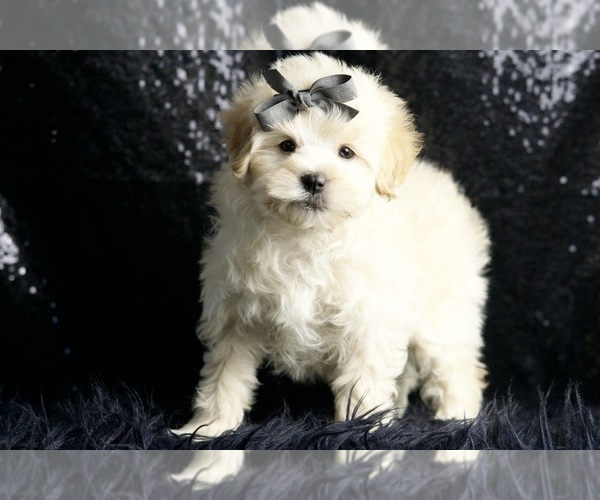 Medium Photo #24 Maltipoo (Miniature) Puppy For Sale in WARSAW, IN, USA