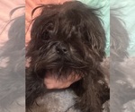 Puppy Puppy 6 Lhasa Apso