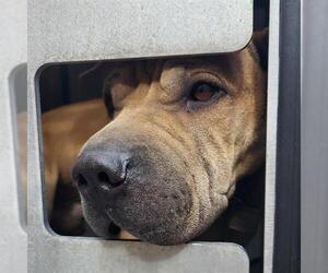 Chinese Shar-Pei-Unknown Mix Dogs for adoption in San Antonio, TX, USA