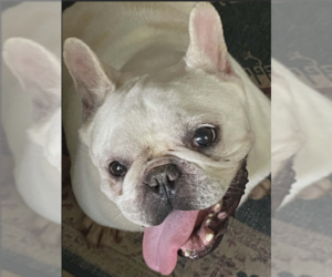 French Bulldog-Unknown Mix Dogs for adoption in Cranston, RI, USA