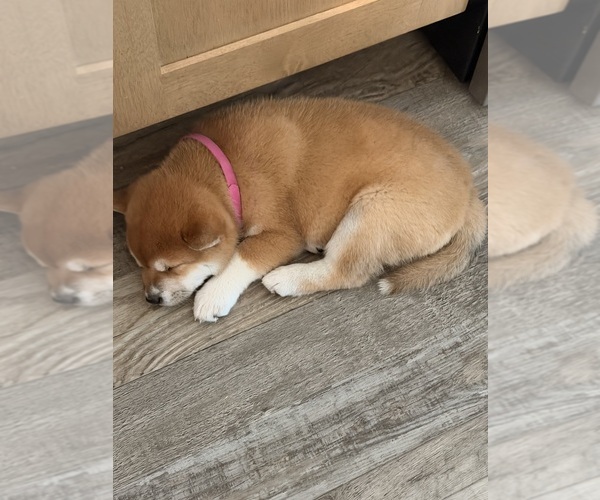 Medium Photo #3 Shiba Inu Puppy For Sale in COHUTTA, GA, USA