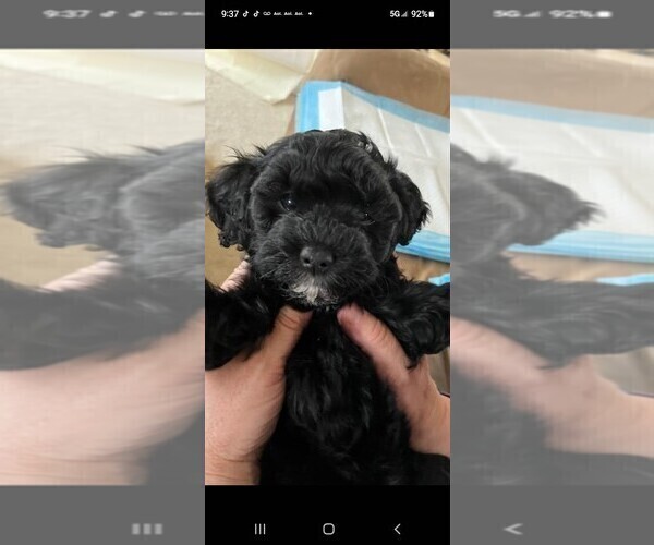 Medium Photo #2 Cavapoo Puppy For Sale in WINDSOR MILL, MD, USA