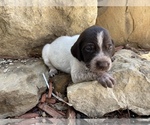 Small Photo #17 German Wirehaired Pointer Puppy For Sale in PAOLA, KS, USA