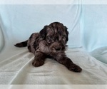 Small #4 Goldendoodle