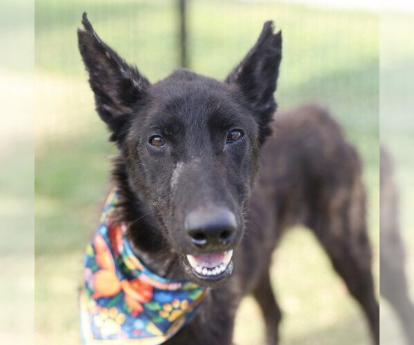 Medium Photo #1 Mutt Puppy For Sale in San Antonio, TX, USA