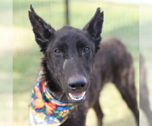 Mutt Dogs for adoption in San Antonio, TX, USA