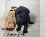 Puppy 2 Labrador Retriever