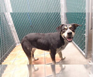 Mutt Dogs for adoption in Downey, CA, USA
