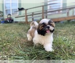 Small Photo #1 Shih Tzu Puppy For Sale in VENETA, OR, USA