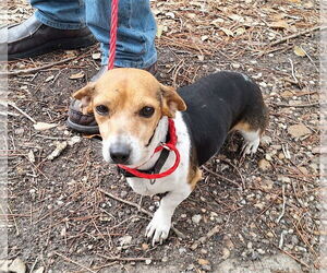 Coletta - Female Chiweenie Dog for Adoption - Photo #4
