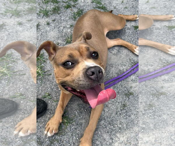 Medium Photo #7 American Pit Bull Terrier Puppy For Sale in Jackson , NJ, USA