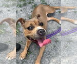 Small #6 American Pit Bull Terrier