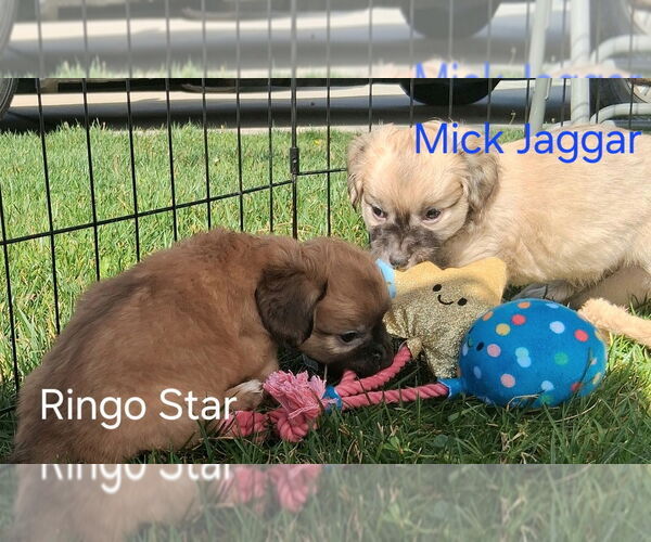 Medium Photo #2 Chiweenie Puppy For Sale in San Bernardino, CA, USA