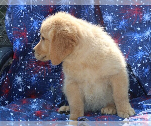 Medium Photo #3 Golden Retriever Puppy For Sale in BLOOMINGTON, IN, USA