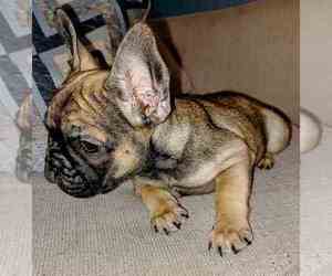 French Bulldog Puppy for sale in TAMPA, FL, USA