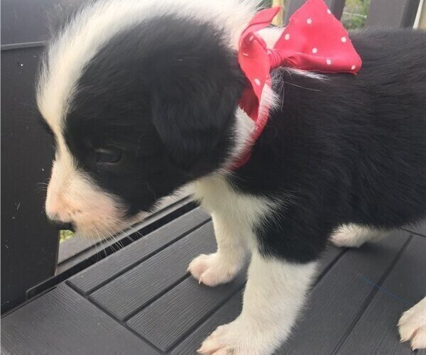 Medium Photo #2 Border Collie Puppy For Sale in NICHOLASVILLE, KY, USA