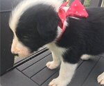 Small Photo #2 Border Collie Puppy For Sale in NICHOLASVILLE, KY, USA