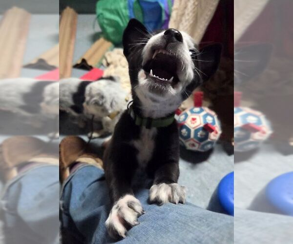 Medium Photo #2 Mutt Puppy For Sale in Garden City, NY, USA