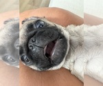 Small #2 Pug