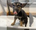 Small German Shepherd Dog