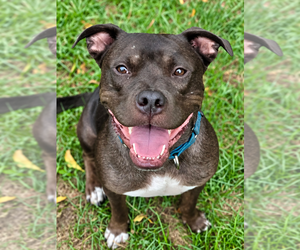 Linus - Male American Staffordshire Terrier-Unknown Mix Dog for Adoption - Photo #8