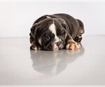 Small Photo #5 Bulldog Puppy For Sale in INDIAN RIVER SHORES, FL, USA