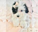 Small #4 Poodle (Toy)