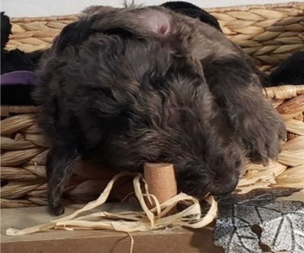 Medium Photo #13 Labradoodle Puppy For Sale in SAN ANTONIO, TX, USA