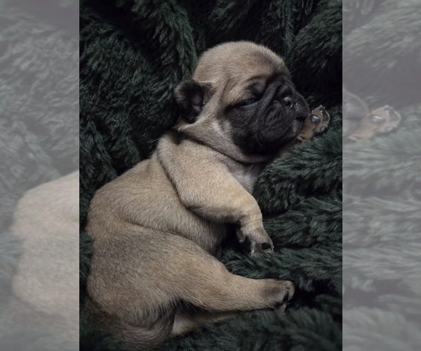 Medium Photo #15 Pug Puppy For Sale in HILLSDALE, MI, USA