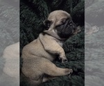 Small Photo #15 Pug Puppy For Sale in HILLSDALE, MI, USA