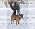 Small Photo #25 Olde Bulldog Puppy For Sale in Rockaway, NJ, USA