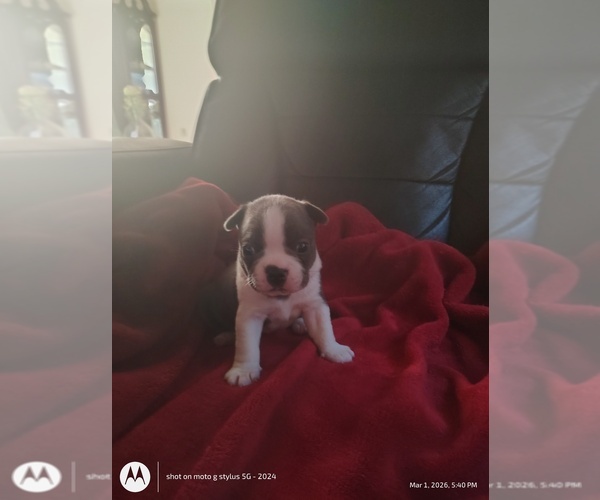 Medium Photo #1 Boston Terrier Puppy For Sale in BAMBERG, SC, USA