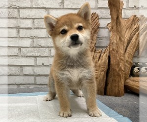 Shiba Inu Puppy for sale in SAN DIEGO, CA, USA