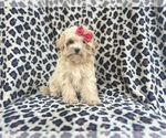 Small #7 Maltipoo