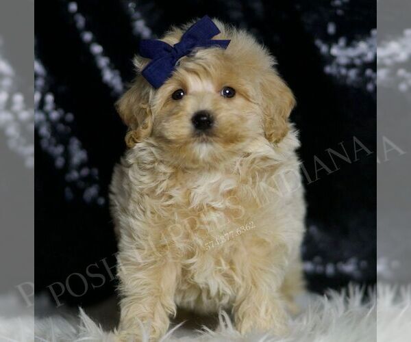 Medium Photo #2 Maltipoo (Miniature) Puppy For Sale in WARSAW, IN, USA