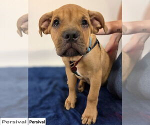 American Staffordshire Terrier-Labrador Retriever Mix Dogs for adoption in Princeton, MN, USA