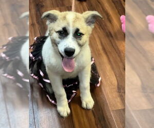 Great Pyrenees-Samoyed Mix Dogs for adoption in Mt. Laurel, NJ, USA