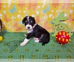 Small Photo #9 Bernedoodle Puppy For Sale in COLORADO SPRINGS, CO, USA