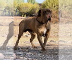 Small #1 Dogue de Bordeaux