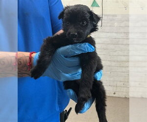 Border Collie-Unknown Mix Dogs for adoption in San Bernardino, CA, USA