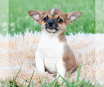 Small #3 Chihuahua