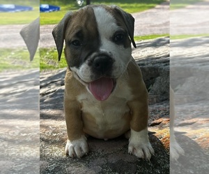 American Bully Puppy for Sale in HONESDALE, Pennsylvania USA