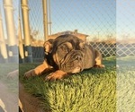 Small #32 English Bulldog