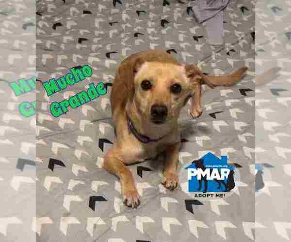 Medium Photo #1 Chihuahua-Unknown Mix Puppy For Sale in Binghamton, NY, USA