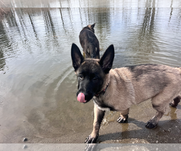 Medium Photo #18 German Shepherd Dog Puppy For Sale in Seattle, WA, USA