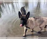 Small #17 German Shepherd Dog